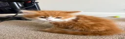 Mixed Breed cats for sale: Fluffy kittens finger and mixed  - Advert 3