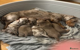 Miniature Dachshund dogs for sale: Miniature Dachshund Puppies - Image 10
