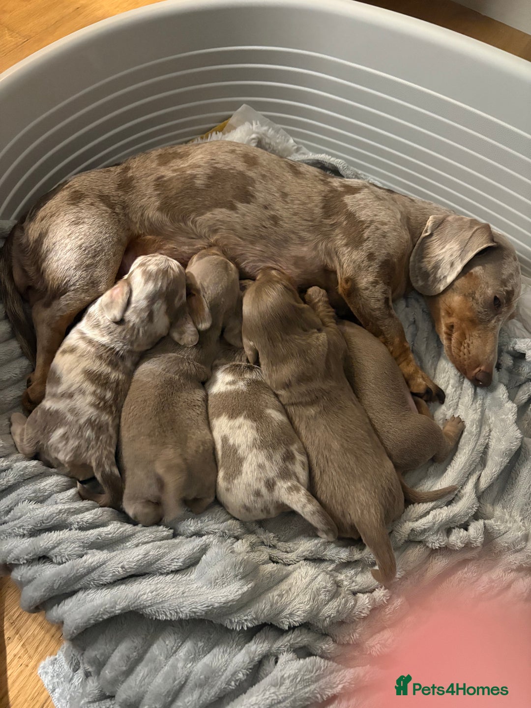 Miniature Dachshund dogs for sale: Miniature Dachshund Puppies - Image 10