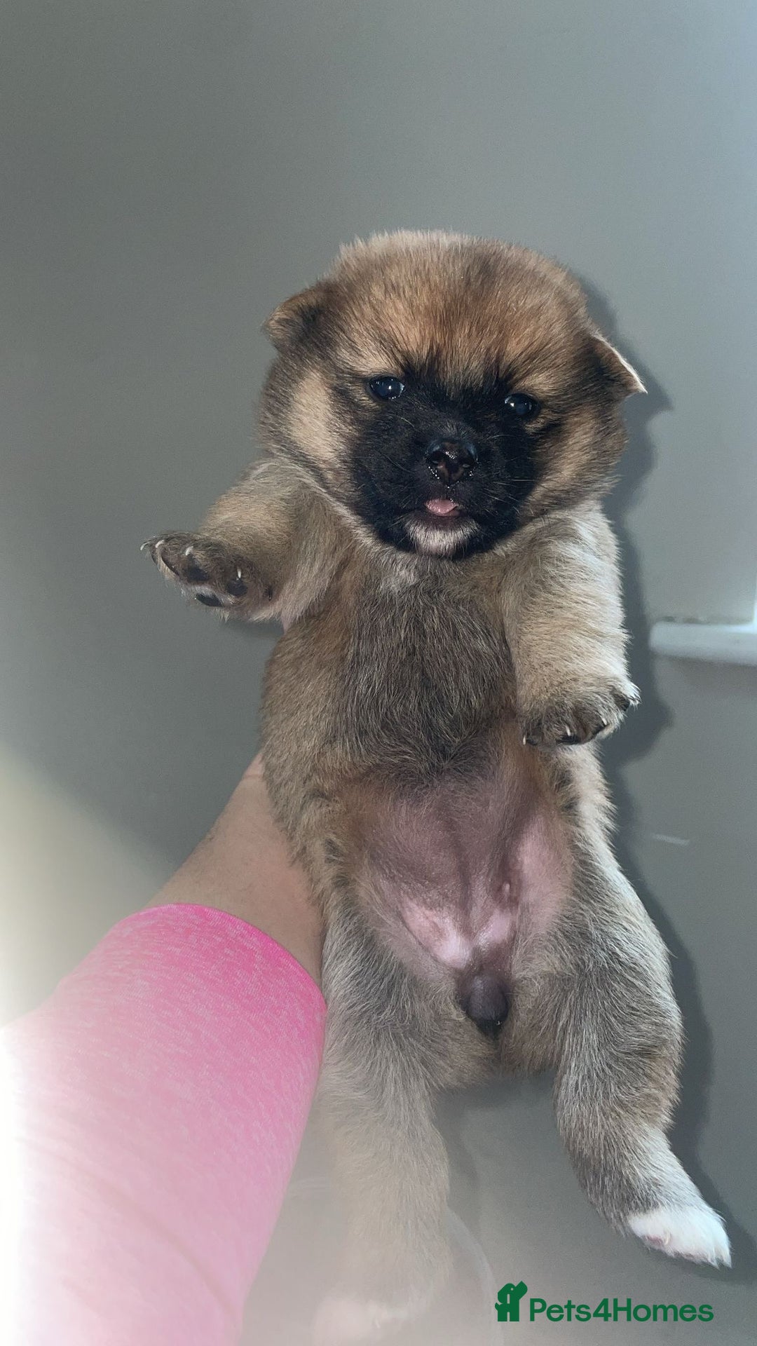 Mixed Breed dogs for sale: Aussie poos  - Advert 8