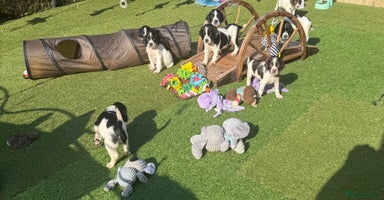 English Springer Spaniel dogs - Advert 8