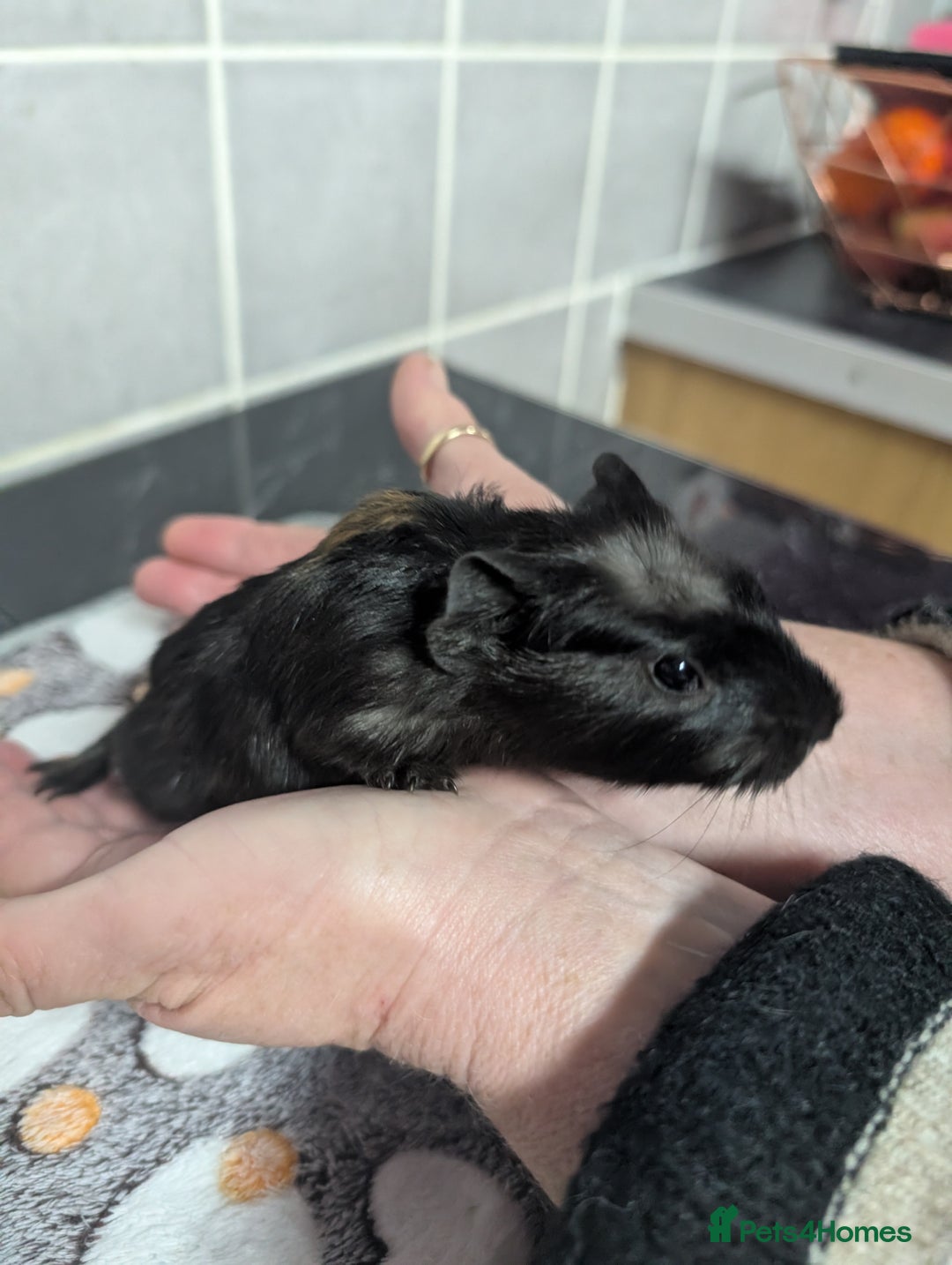 Guinea Pig rodents for sale: 4 baby boy guinea pigs  - Image 3