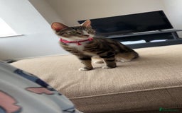 Domestic Shorthair cats for sale: Domestic shorthaird  - Image 9
