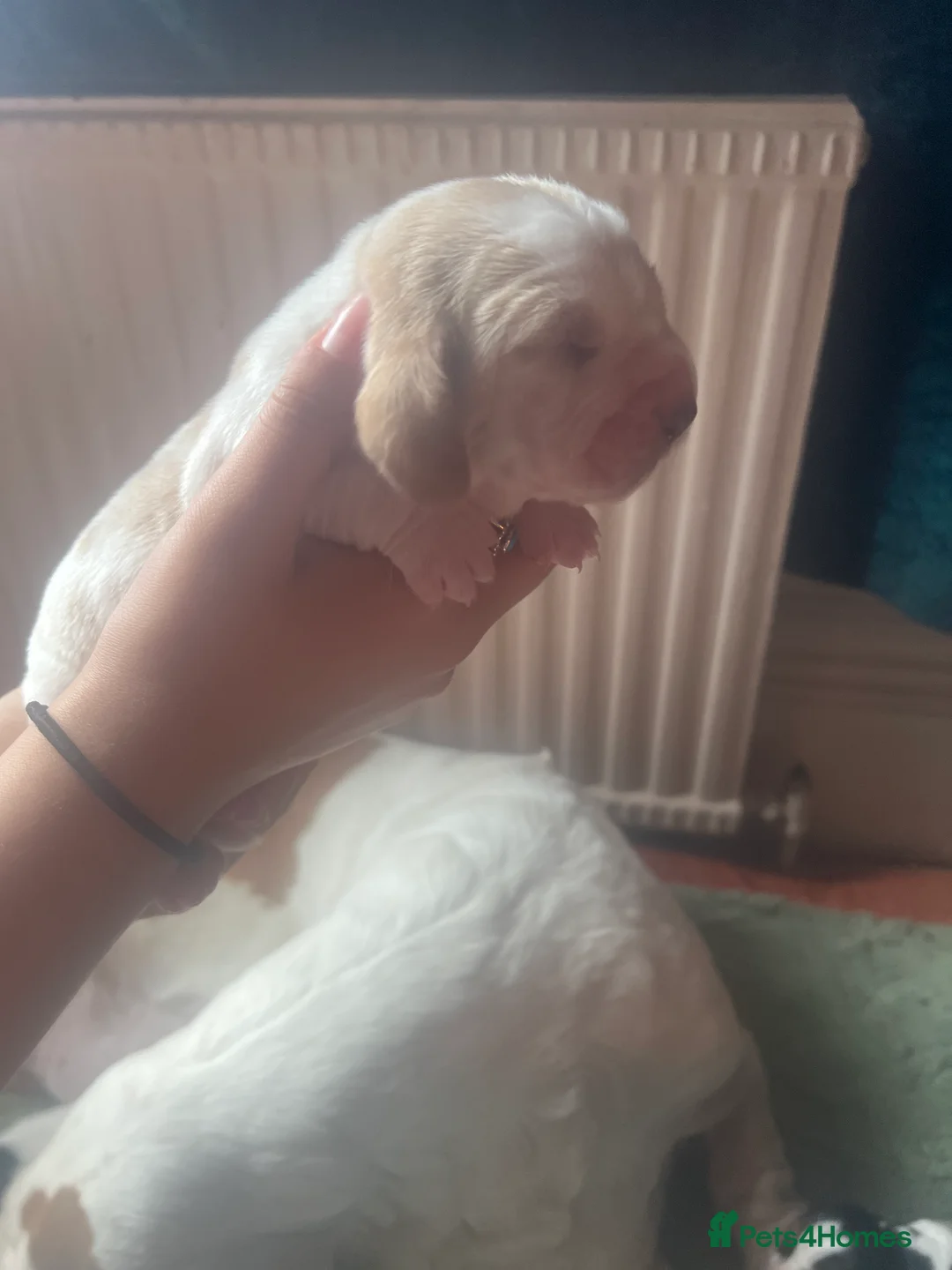 Basset Hound dogs for sale: Stunning basset pup - Advert 10