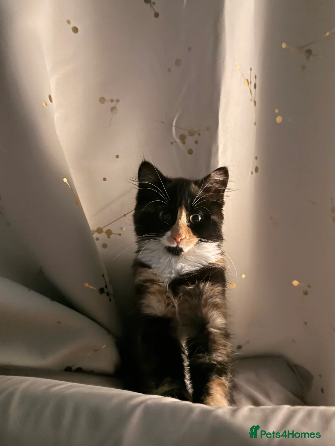 Mixed Breed cats for sale: Female kitten    pending  - Advert 2