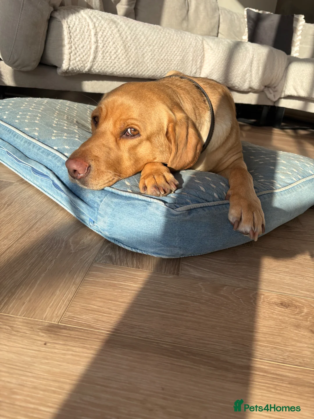 Labrador Retriever dogs for sale: Labrador puppies  - Advert 2