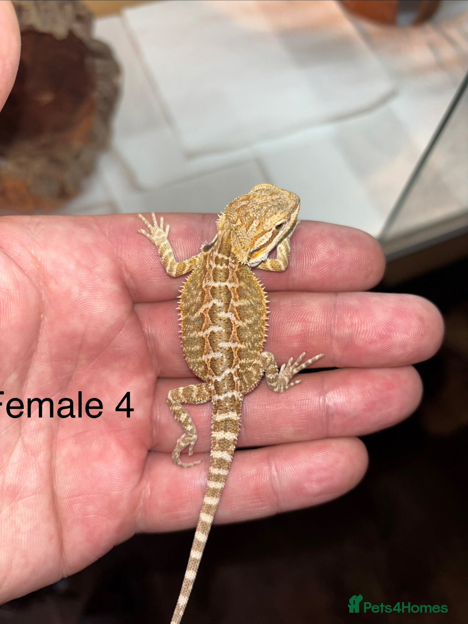 Bearded Dragon reptiles for sale: Friendly bearded baby dragons - Advert 7