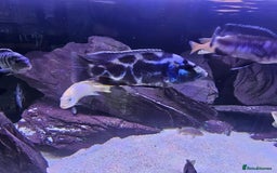Cichlids fish for sale: African cichlids -  - Image 7