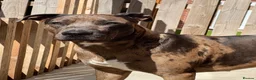 Mixed Breed dogs for sale: Rehoming - Advert 7