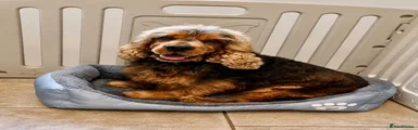 Cocker Spaniel 1