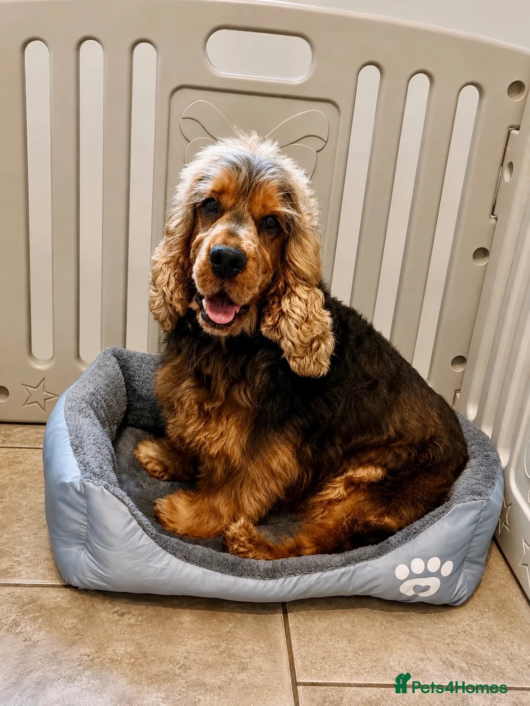 Cocker Spaniel dogs for sale: Show Cocker Spaniel - Advert 2