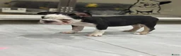 French Bulldog dogs for sale: French bulldog puppies  - Advert 6
