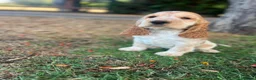 Cocker Spaniel dogs for sale: Puppy looking for a loving forever home  in Sittingbourne - Advert 5