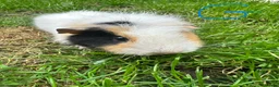 Guinea Pig rodents for sale: Guinea Pigs For Sale  - Advert 10