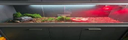 Tortoise reptiles for sale: Red-Footed Tortoise Toby | 6 years old, Full Setup in Chatham - Advert 2