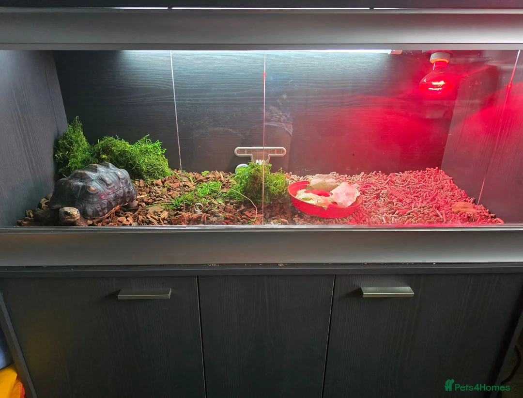Tortoise reptiles for sale: Red-Footed Tortoise Toby | 6 years old, Full Setup in Chatham - Advert 2