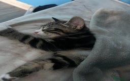 British Shorthair cats for sale: Playful tabby ready for his forever home  - Image 3