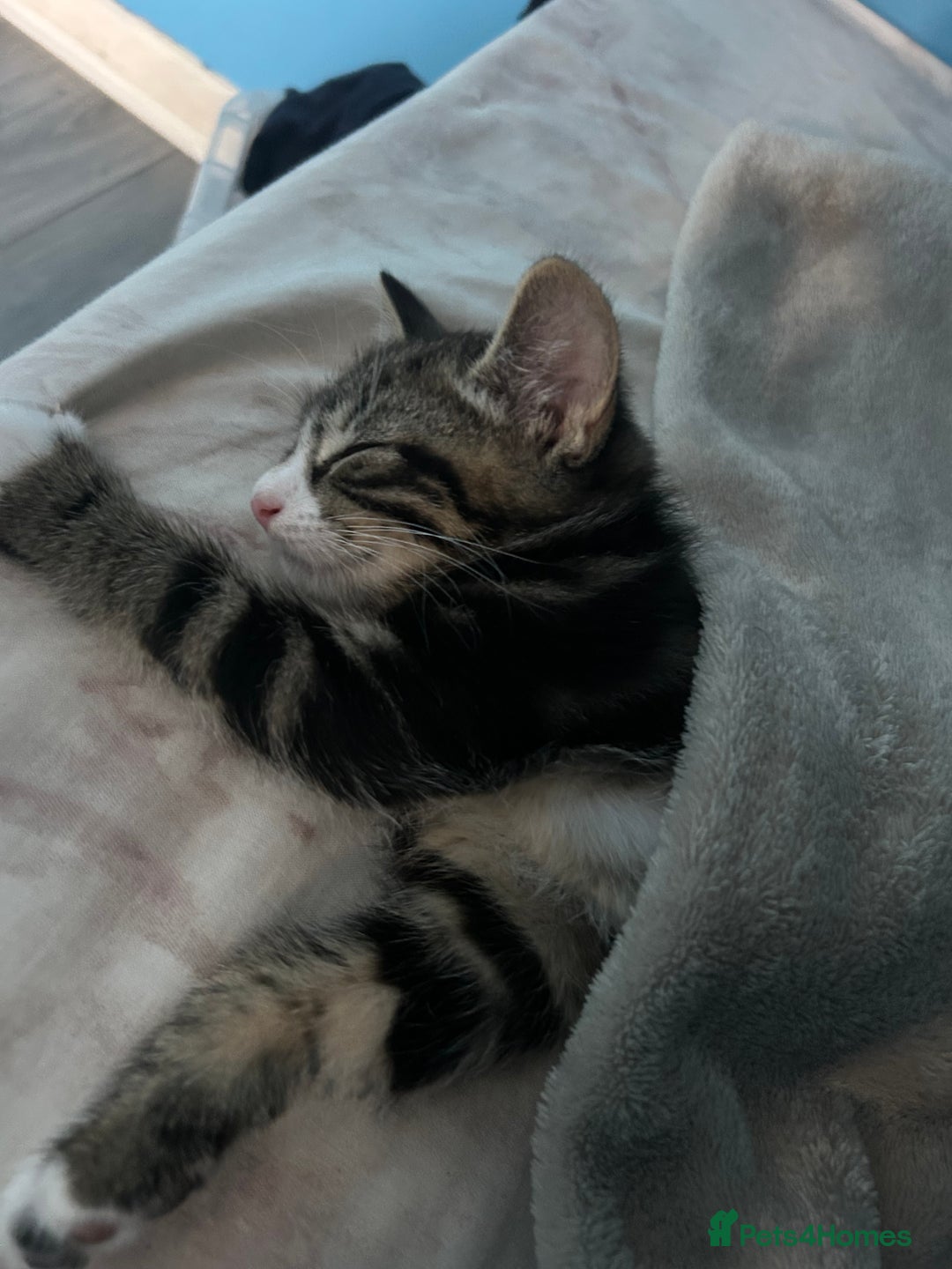 British Shorthair cats for sale: Playful tabby ready for his forever home  - Image 3