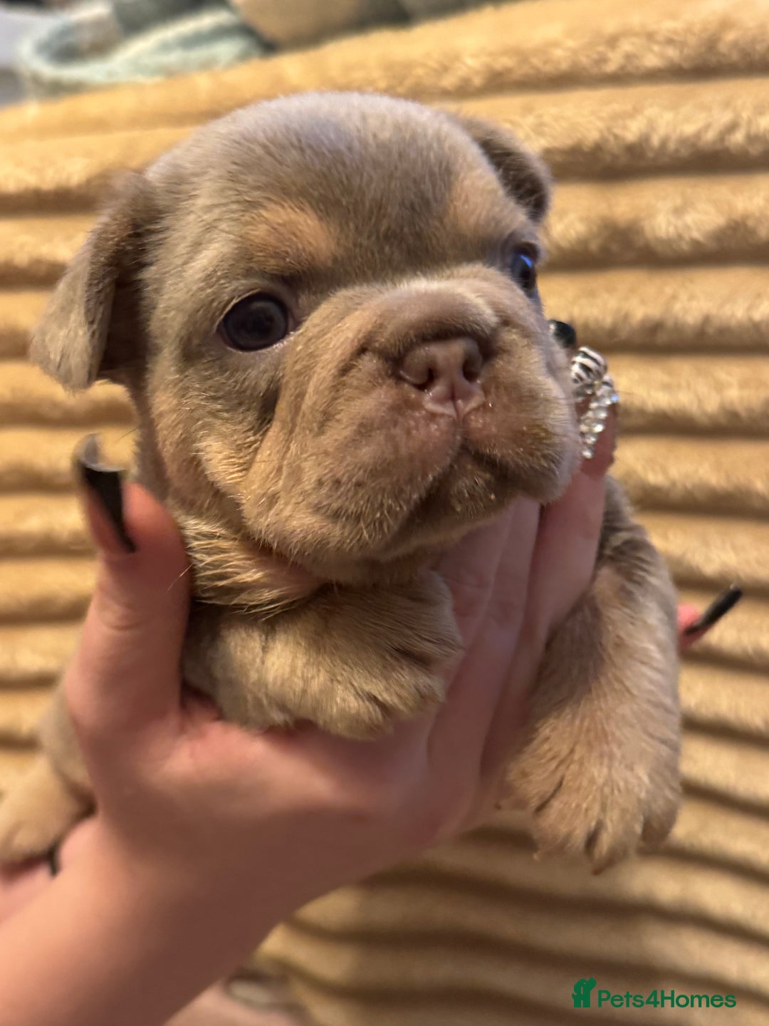French Bulldog dogs for sale: 5 AMAZING QUALITY FRENCH BULLDOG PUPS  - Advert 13