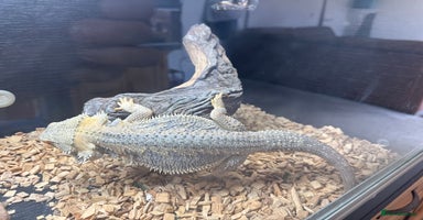 Bearded Dragon reptiles - Advert 2