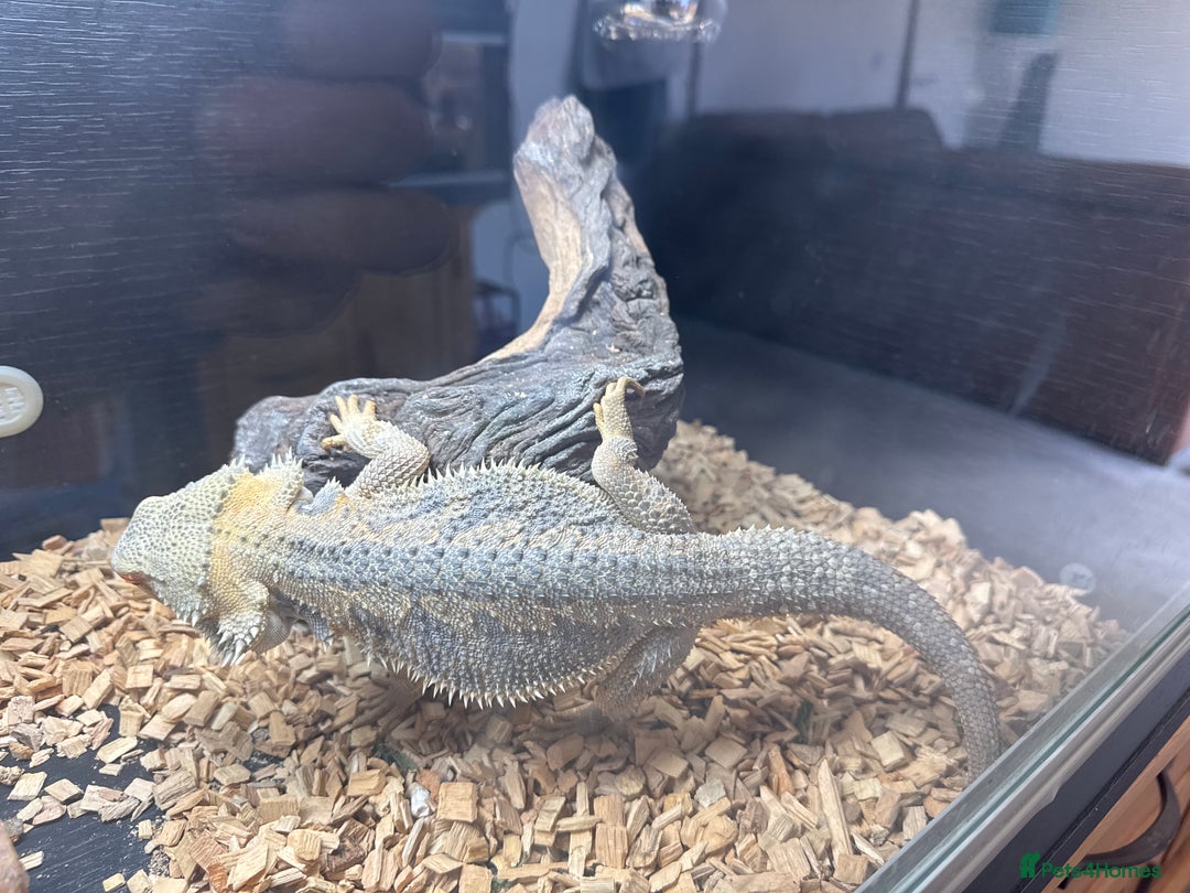 Bearded Dragon reptiles for sale: 2 x bearded dragons (brothers)  - Image 2