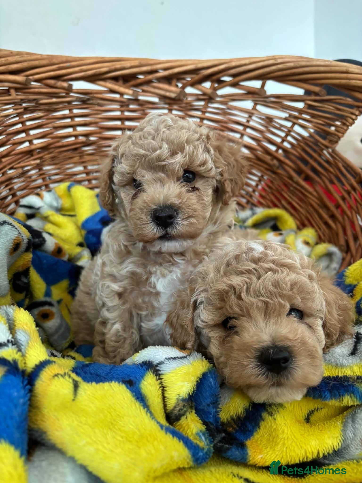 Maltipoo dogs Beautiful asian maltipoo puppys - Advert 2