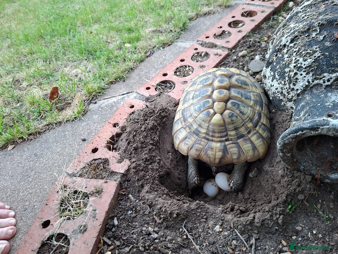 Hermann Tortoise reptiles for sale: Adult Female Hermann Tortoise 20ys old - Advert 3