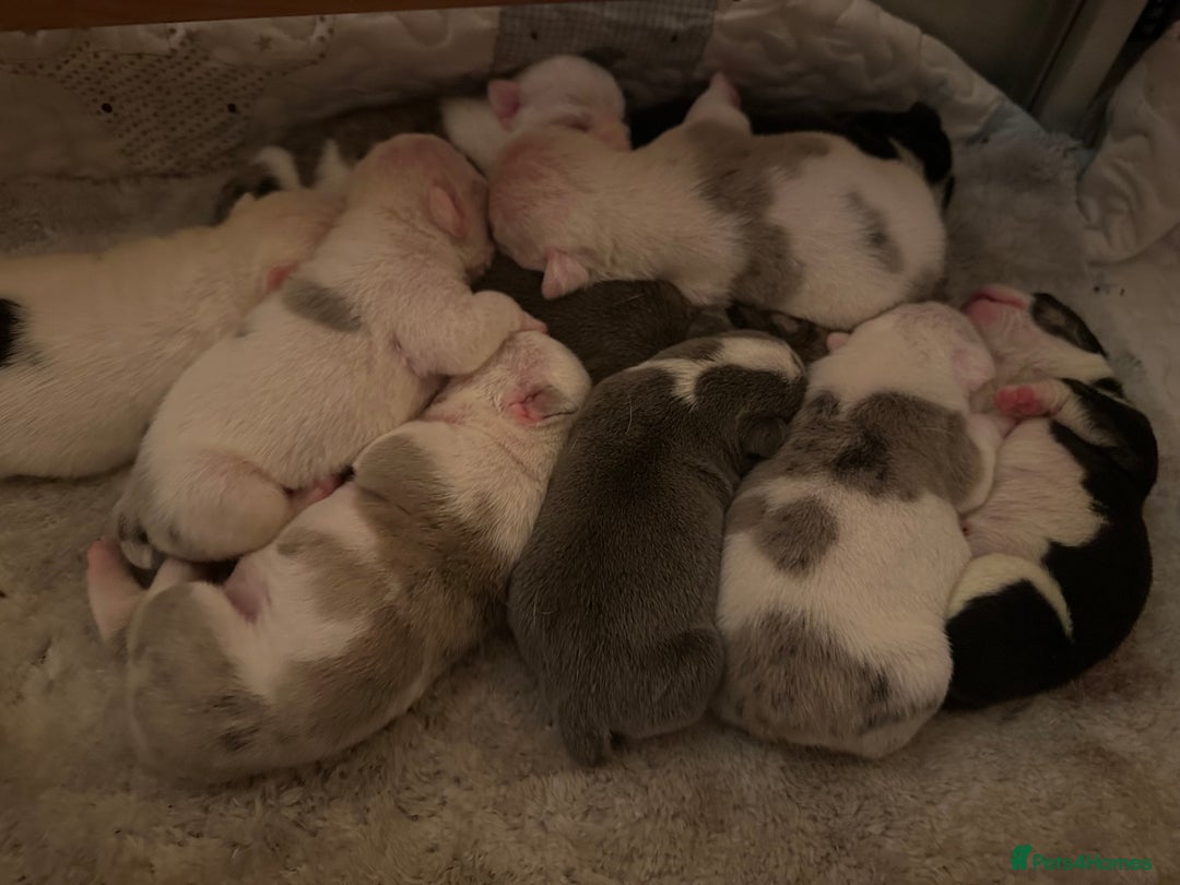 English Bulldog dogs for sale: 🌟 health tested parents 🌟 - Image 15