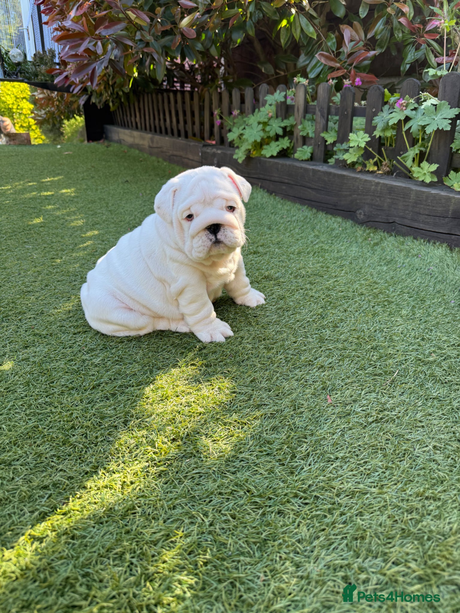 English Bulldog dogs CH X CH bred Puppies  - Advert 1
