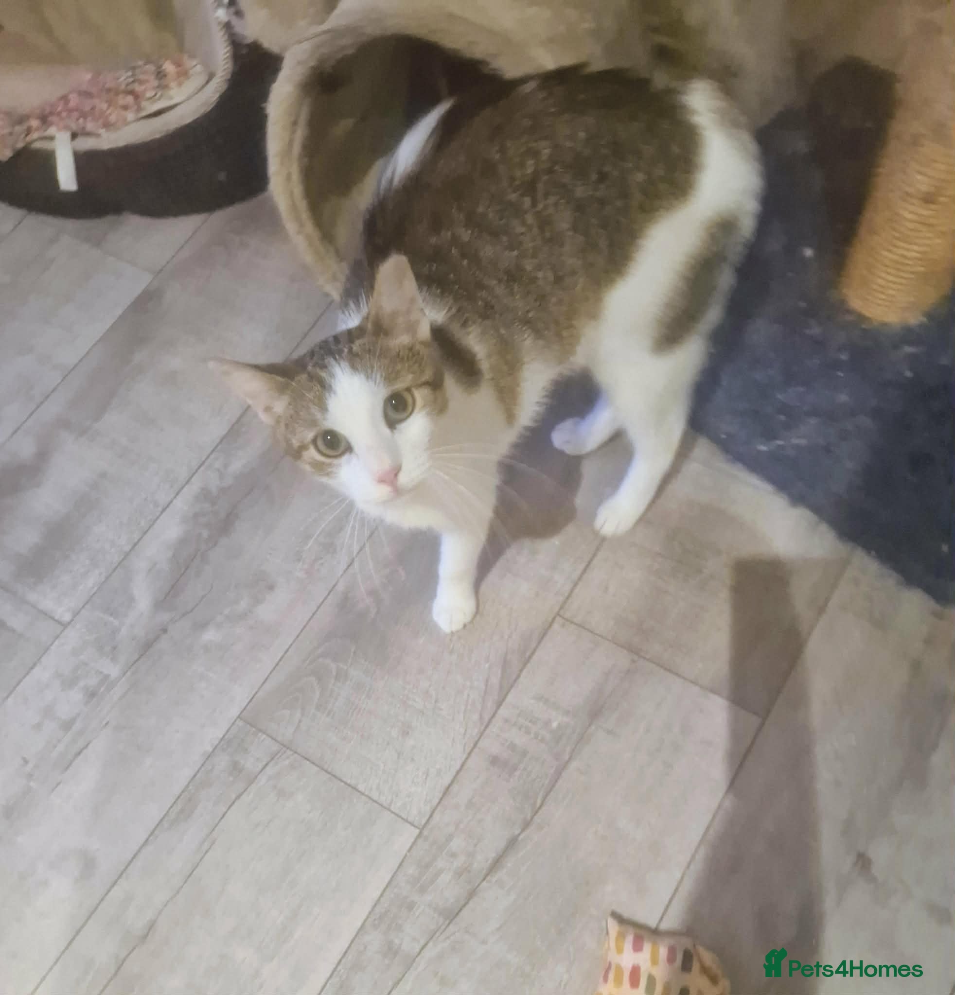 Mixed Breed cats Freya for adoption - Advert 1