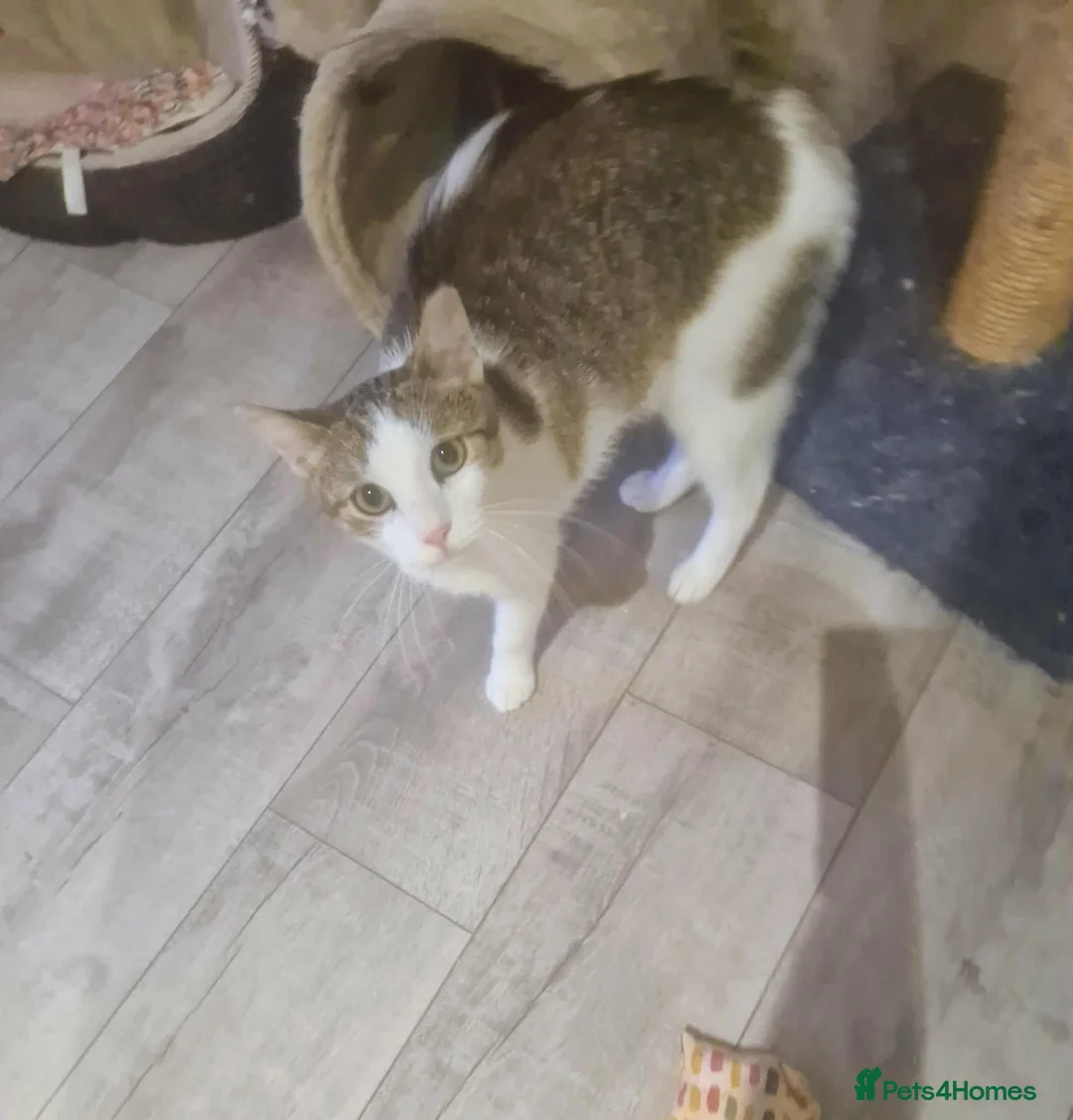 Mixed Breed cats for adoption: Freya for adoption in Kidlington - Advert 1