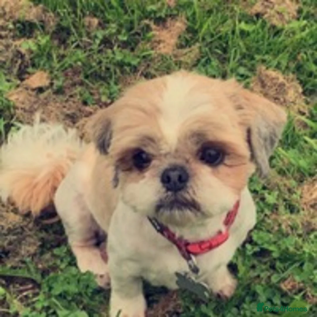 Shih Tzu dogs for stud: KC Registered stud  in Cullompton - Advert 18
