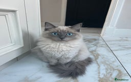 Ragdoll cats for sale: Female kitten ragdoll  - Image 1