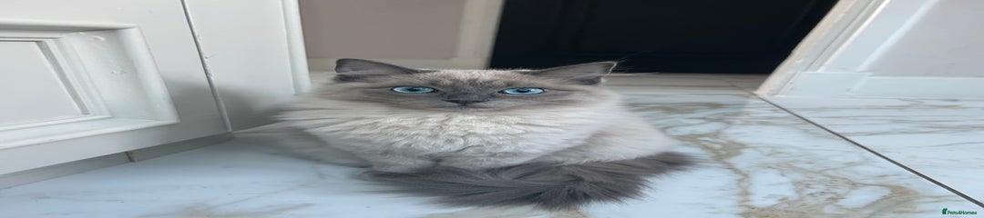 Female ragdoll