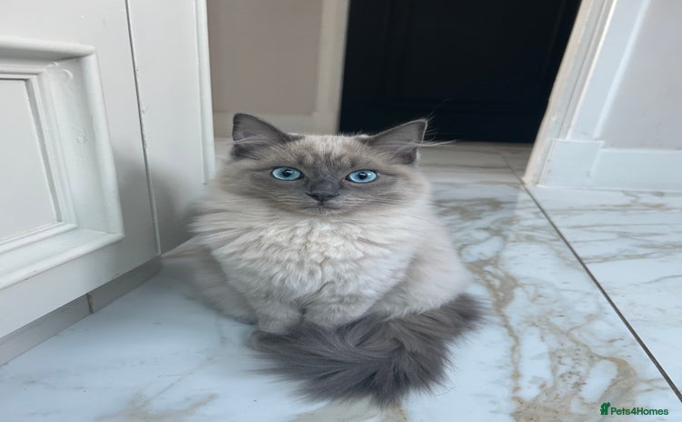 Ragdoll cats - Advert 14