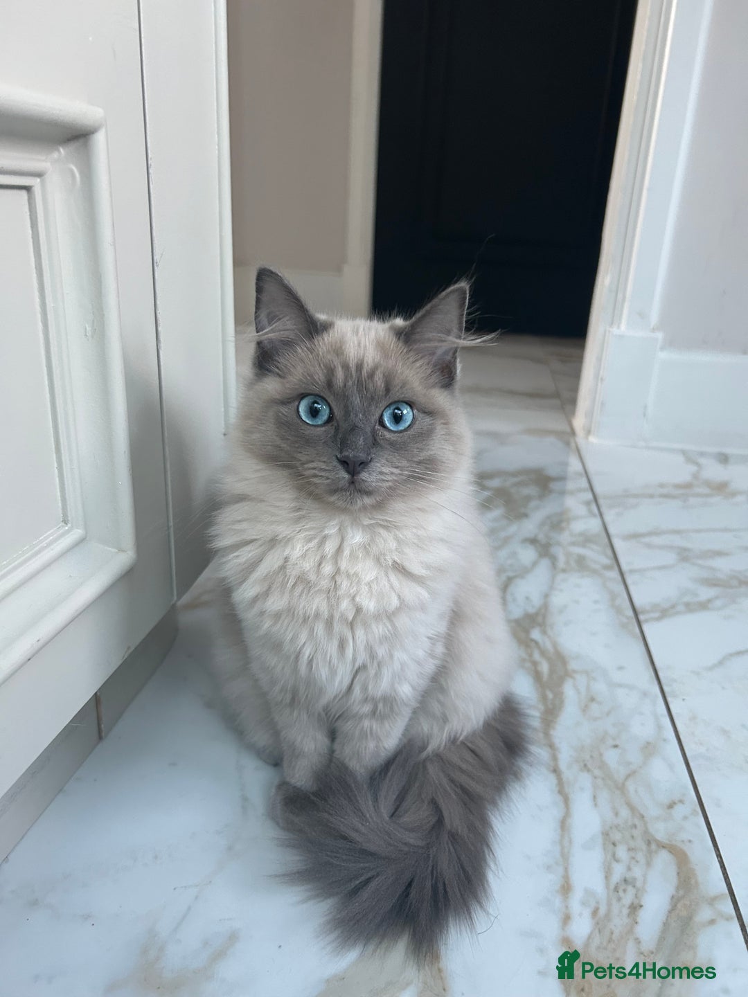 Ragdoll cats for sale: Female kitten ragdoll  - Image 1
