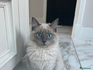 Ragdoll cats - Advert 30