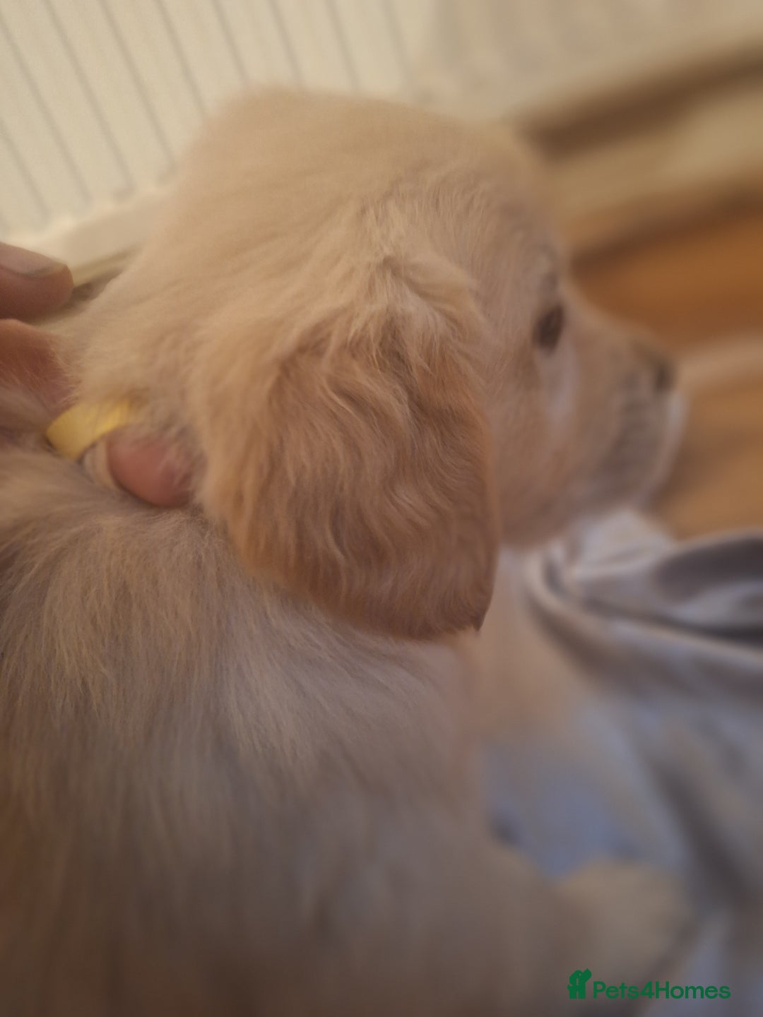 Golden Retriever dogs for sale: ⭐️⭐️Gorgeous White Golden Retriever Pups⭐️⭐️ - Advert 11