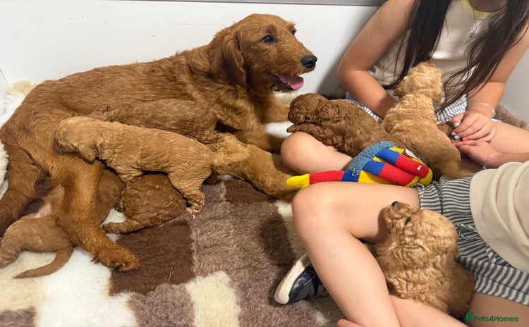Labradoodle dogs - Advert 1