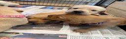 Goldador dogs for sale: Labrador X Retriever puppies   - Advert 6