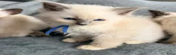 Ragdoll cats for sale: Beautiful ragdoll kittens ready now - Advert 5