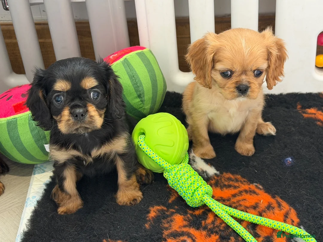 Cavalier King Charles Spaniel dogs for sale: Kennel club registered cavalier King Charles pups  - Advert 2