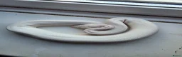 Python Snake reptiles for sale: Blue eyed lucistic royal python and vivarium  - Advert 3
