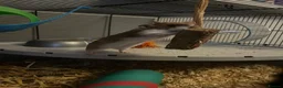 Hamster rodents for sale: Syrian Hamster in Saltash - Advert 4