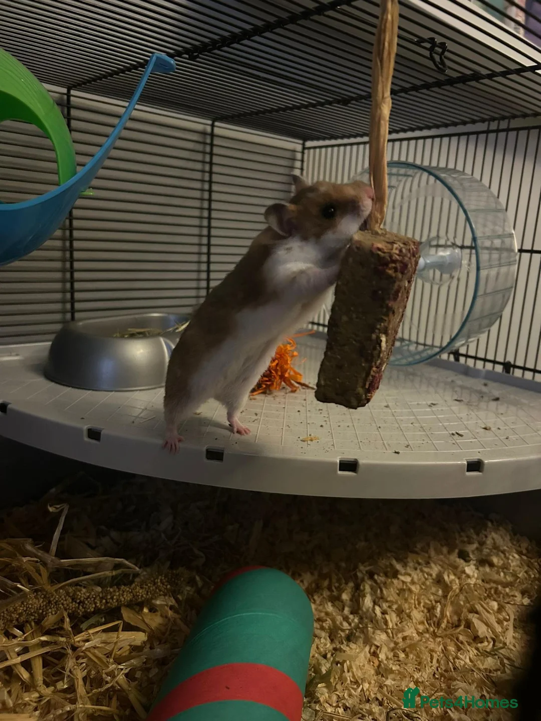 Hamster rodents for sale: Syrian Hamster in Saltash - Advert 4