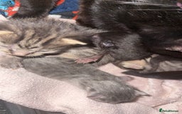 Mixed Breed cats for sale: 6 kittens looking for new homes  - Advert 3