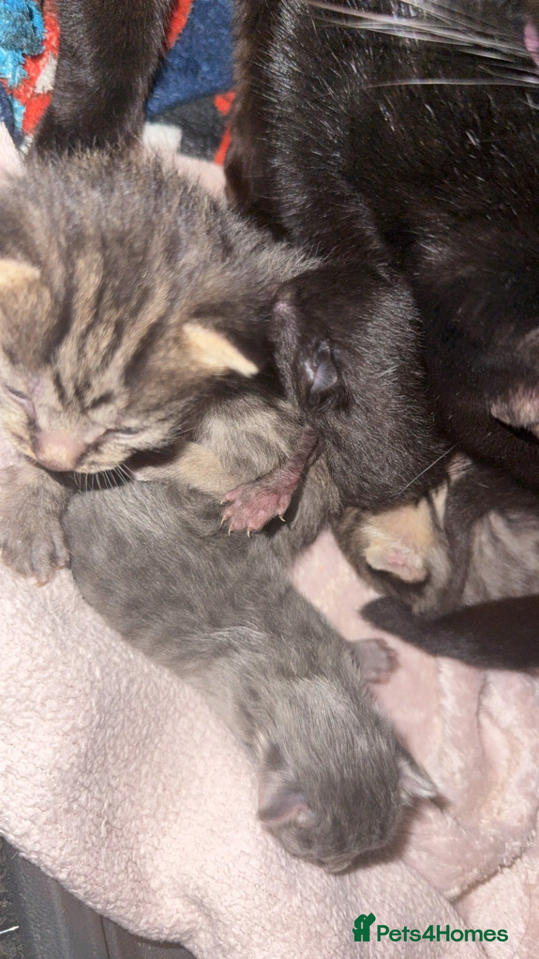 Mixed Breed cats for sale: 6 kittens looking for new homes  - Advert 3