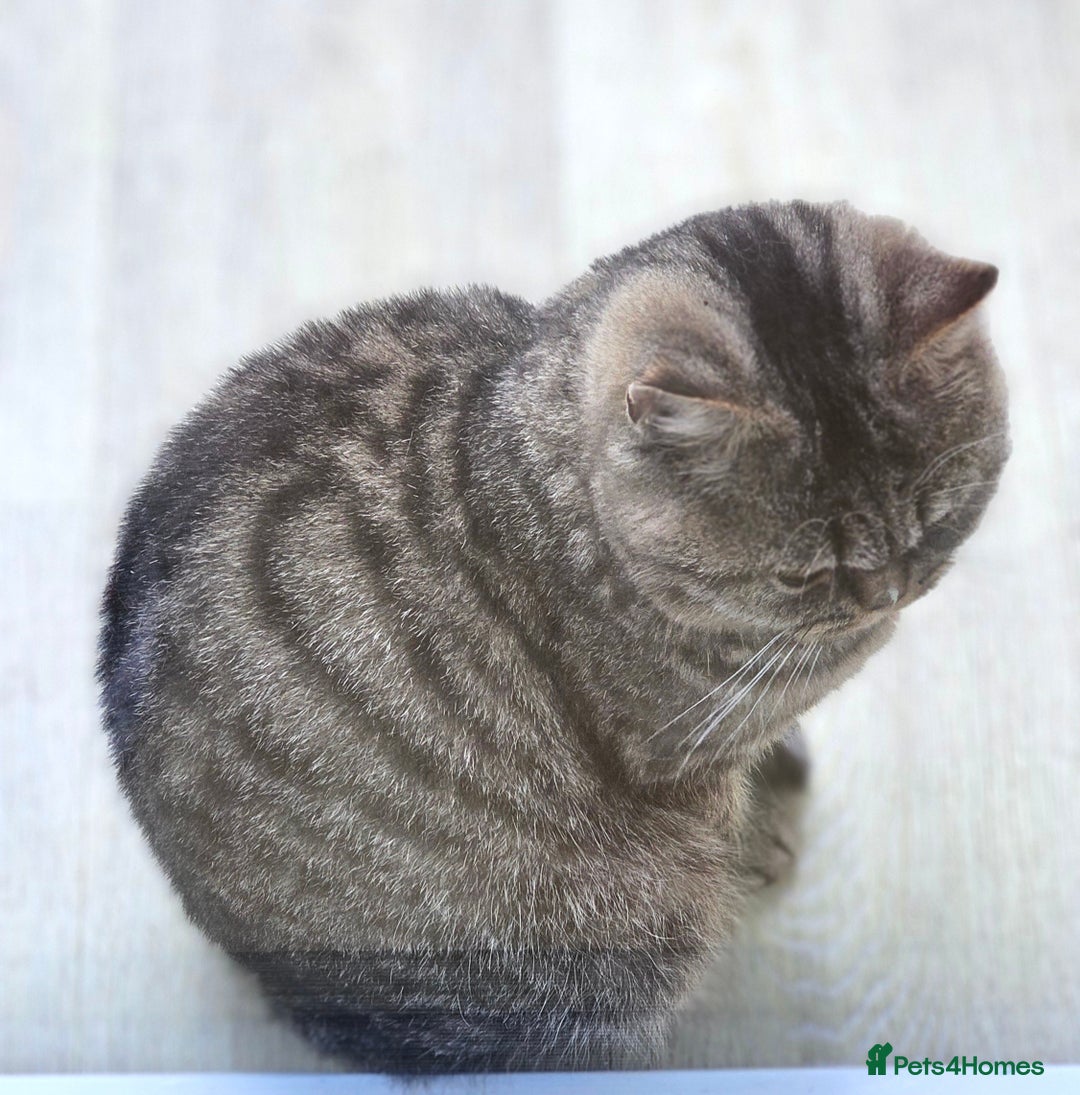 British Shorthair cats for sale: Beautiful Pure British Shorthair Golden Tabby Cat - Advert 7