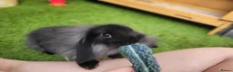Mini Lop rabbits for sale: Beautiful Mini Lion Lop - READY TO LEAVE - Advert 7