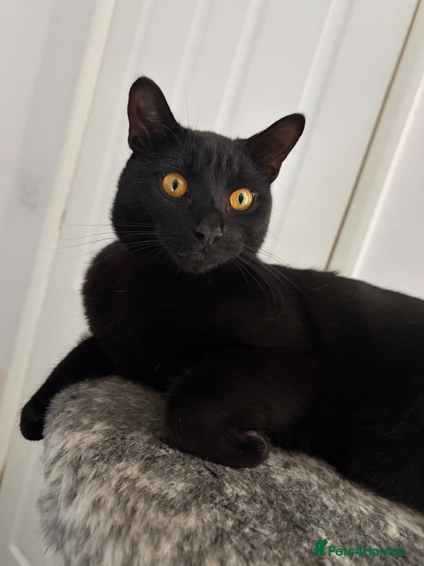 Domestic Shorthair cats Teddy - 1 year old male cat - Advert 13